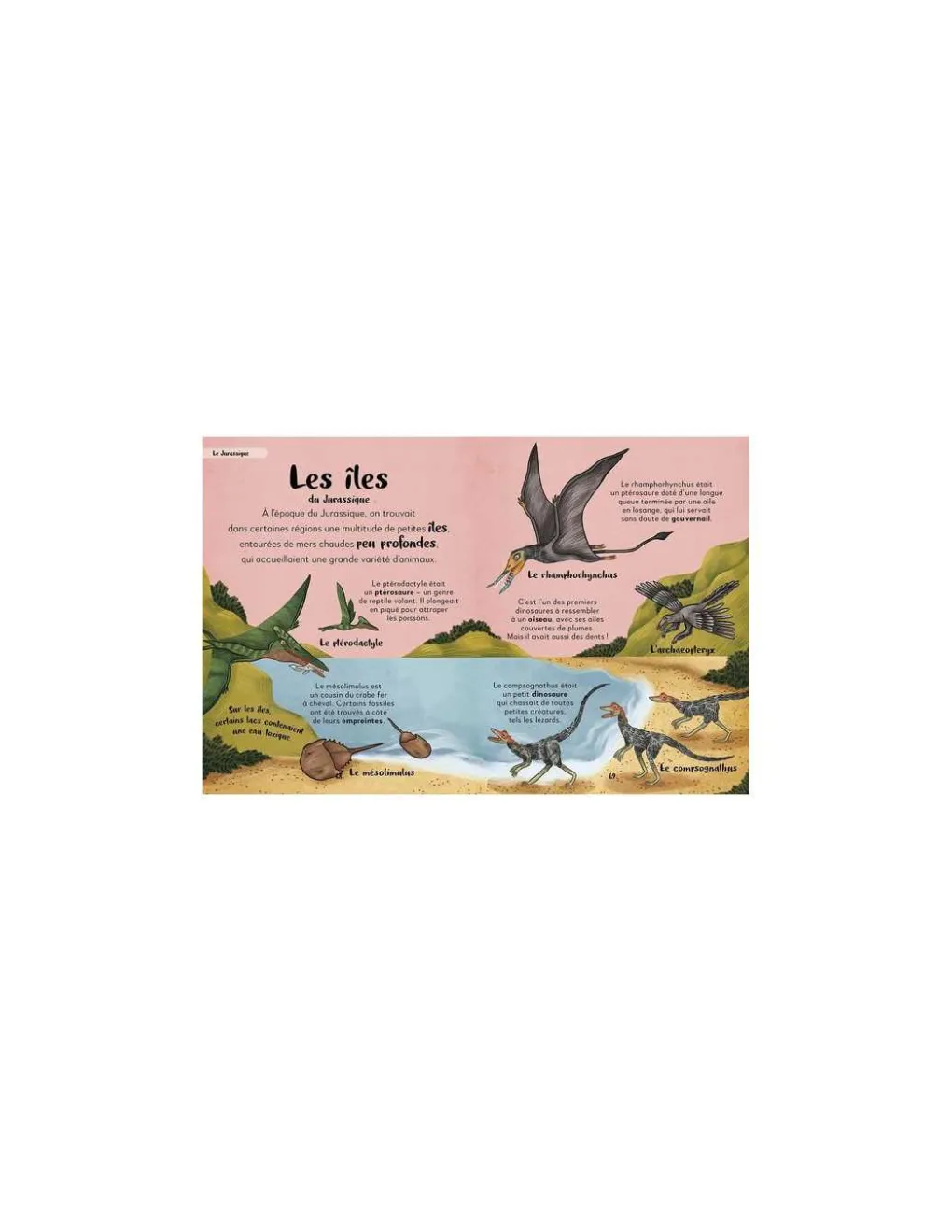 Auzou Ma première anthologie des dinosaures - Online